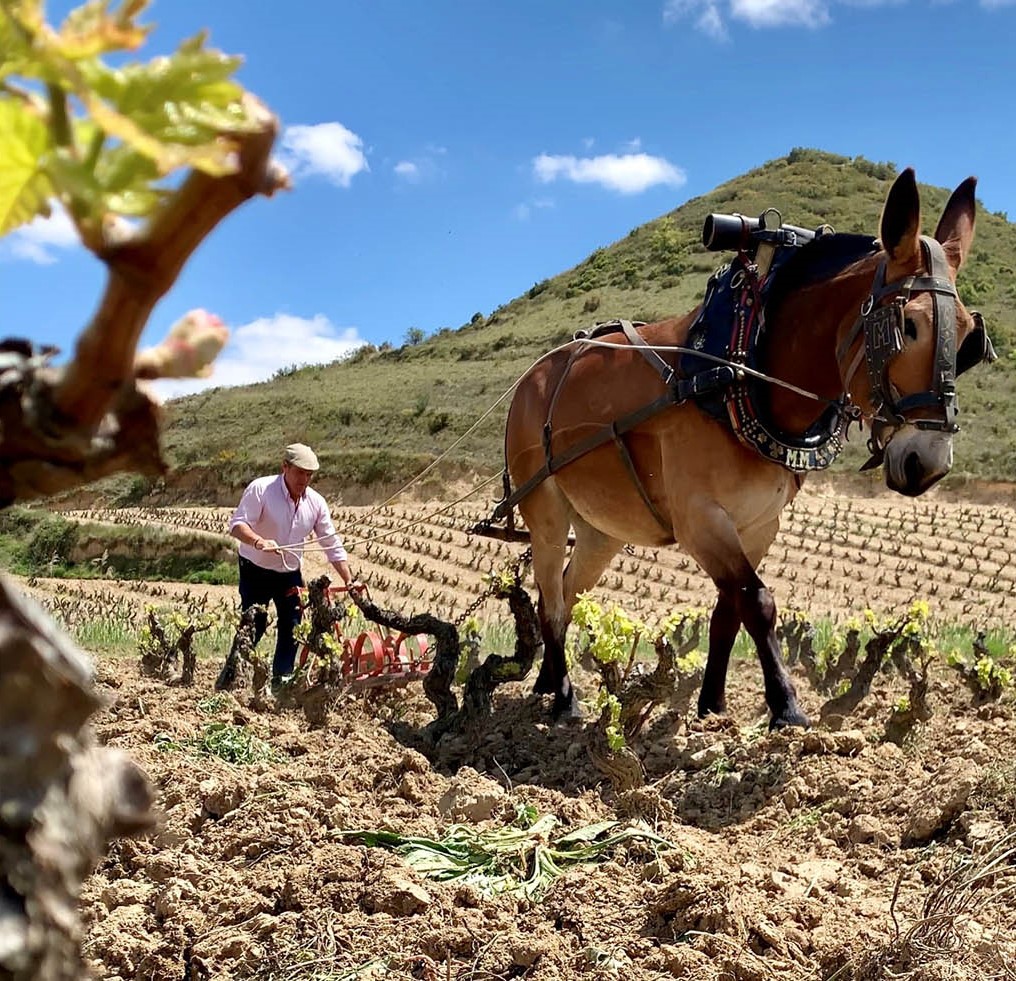 A vineyard worker guiding a horse drawn plough between old vines
