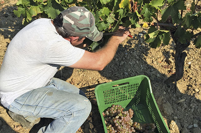A harvester in a camouflage hat gathering bunches of grapes into a green crate