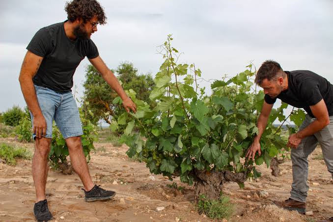 Juanjo and Carlos examining a vine together