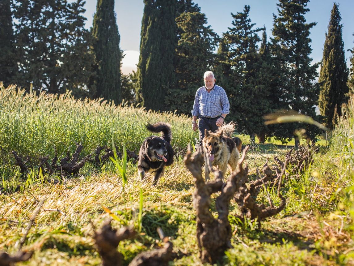 Ken Forrester walking through old bush vines with his two dogs