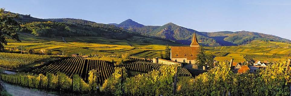 Vineyards surrounding a church beneath the Vosges in Alsace