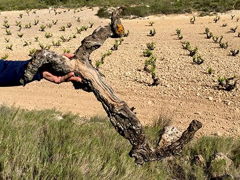 An ancient vine standing in the dry vineyard soil