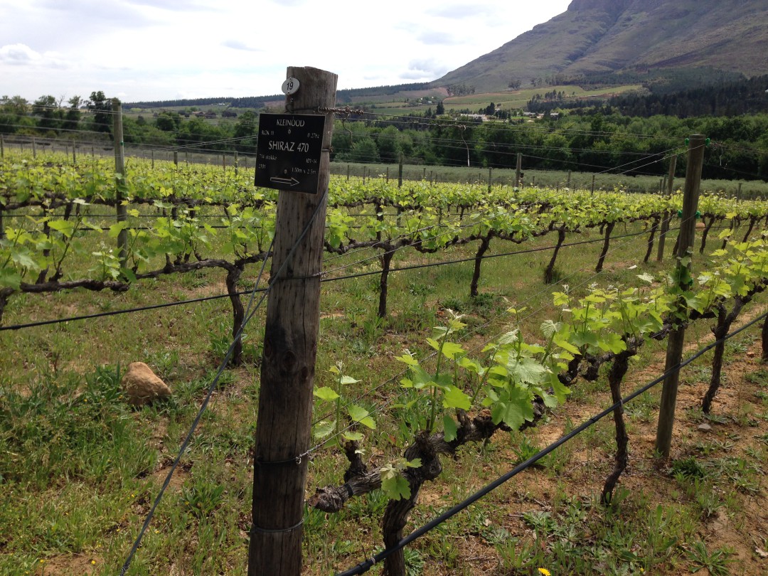 A marked Shiraz vineyard parcel with green cover between the rows