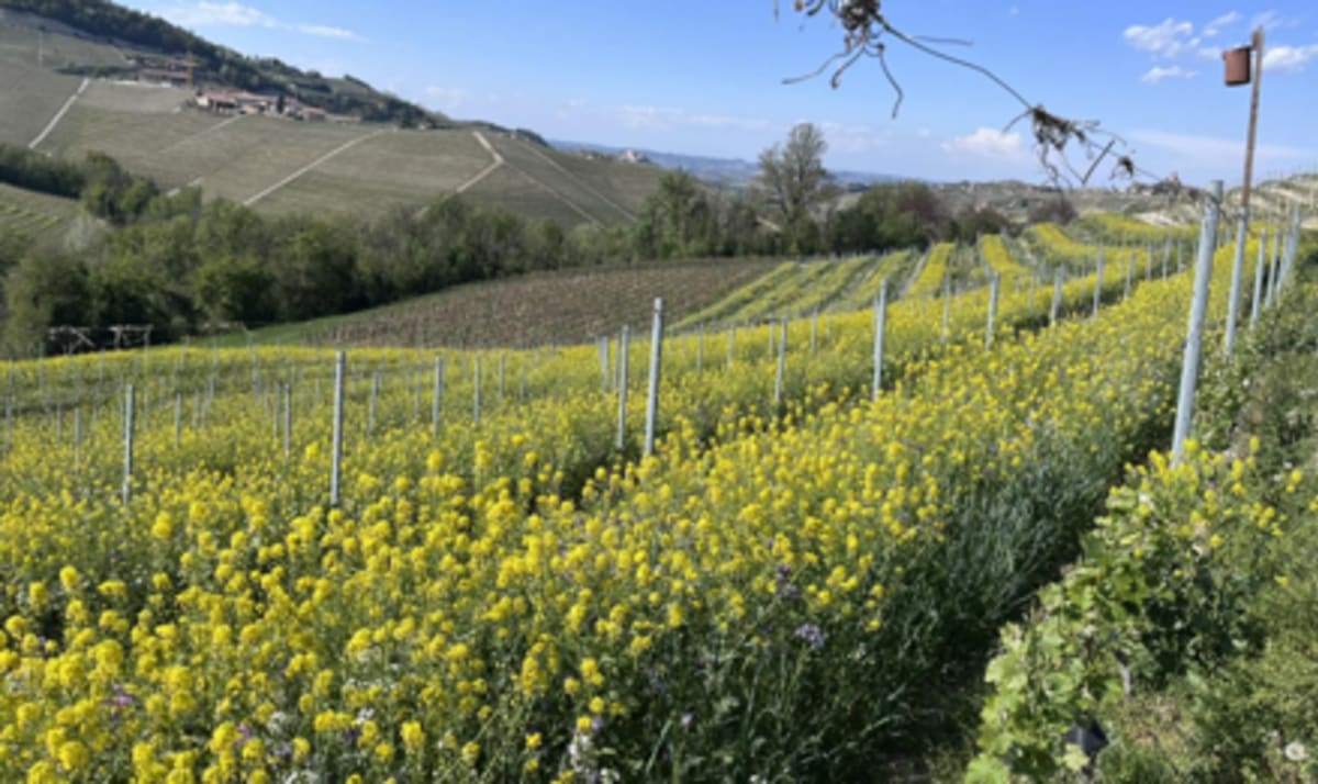 Hillside vineyards in Barolo filled with flowering cover crops