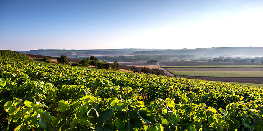 Rolling vineyards of Chablis in the morning light