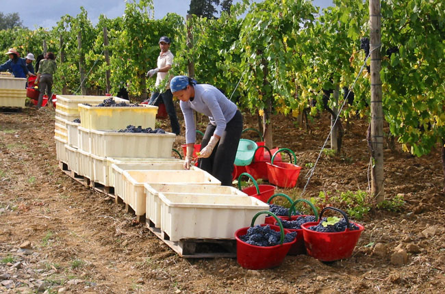 Inmates harvesting grapes into crates and red buckets in the island vineyard