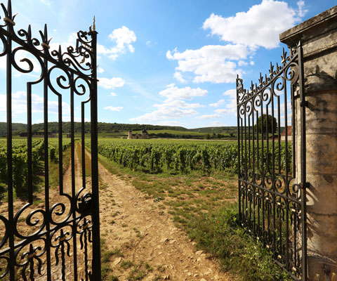 Open iron gates leading into a walled vineyard