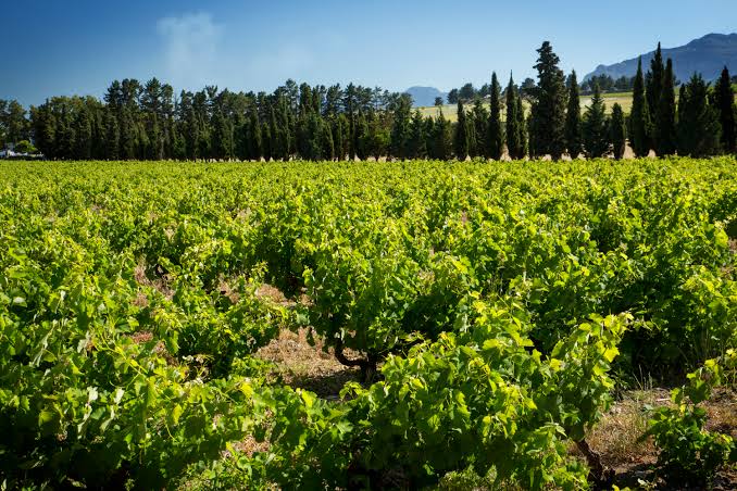 Rows of green vines lined with cypress trees beneath the mountains