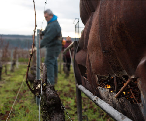 Vineyard workers tending the vines in winter