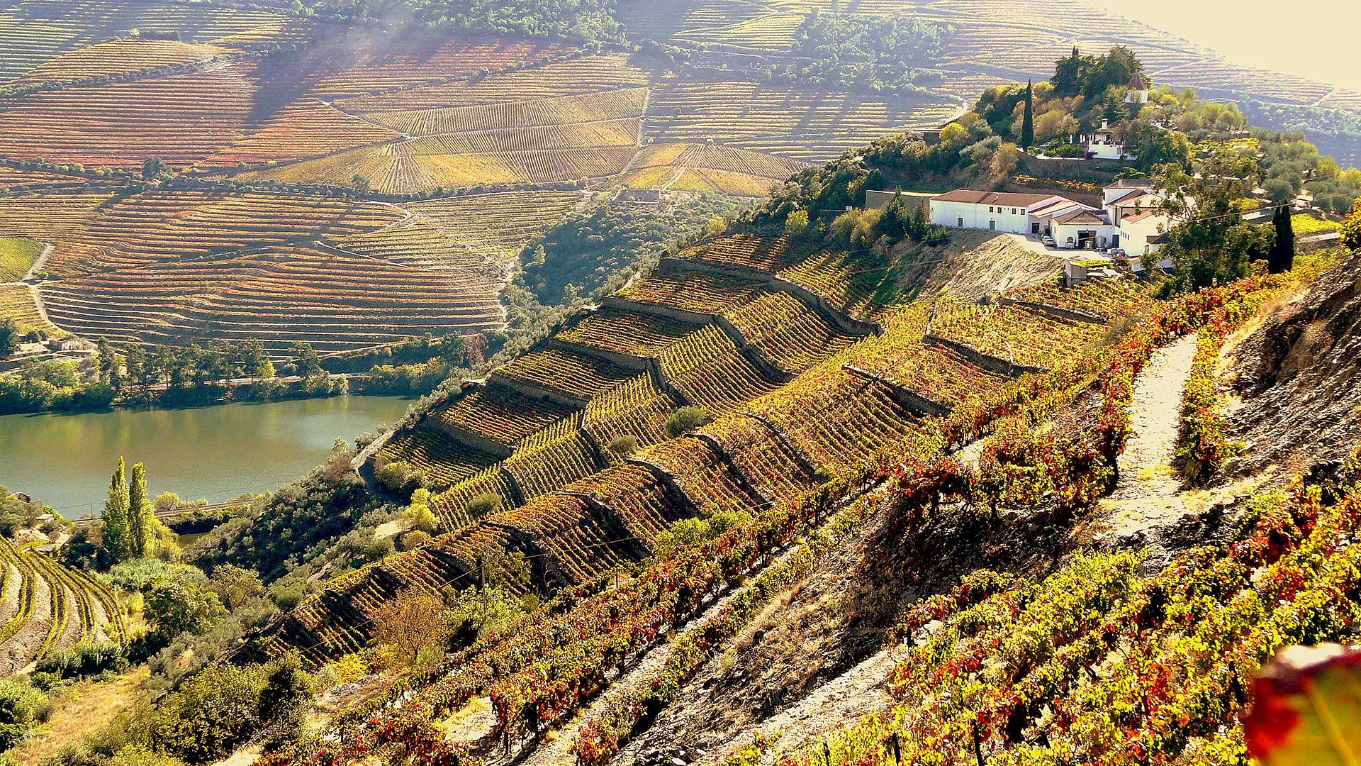 The terraced vineyards of Quinta do Crasto above the Douro