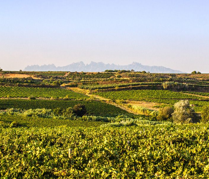 Gramona vineyards with the Montserrat mountains on the horizon
