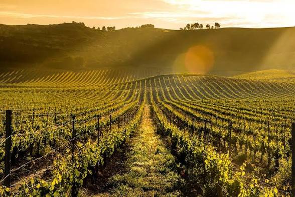 The vineyards of Pago de Carraovejas glowing gold at dusk