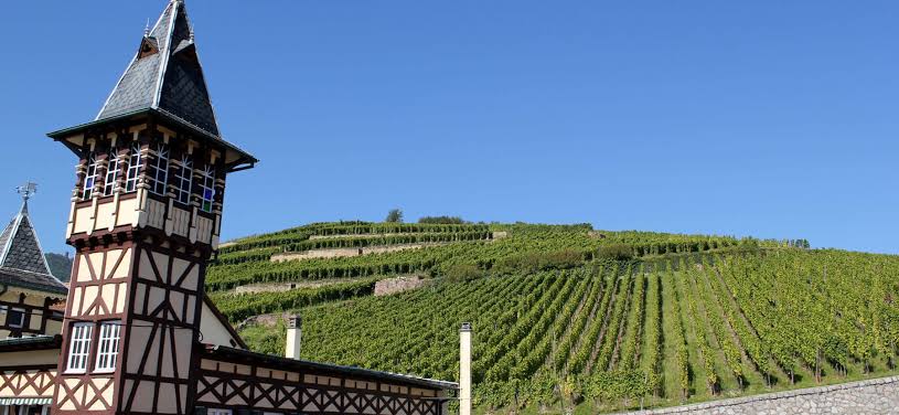 A traditional Alsace building beside steep vineyard rows