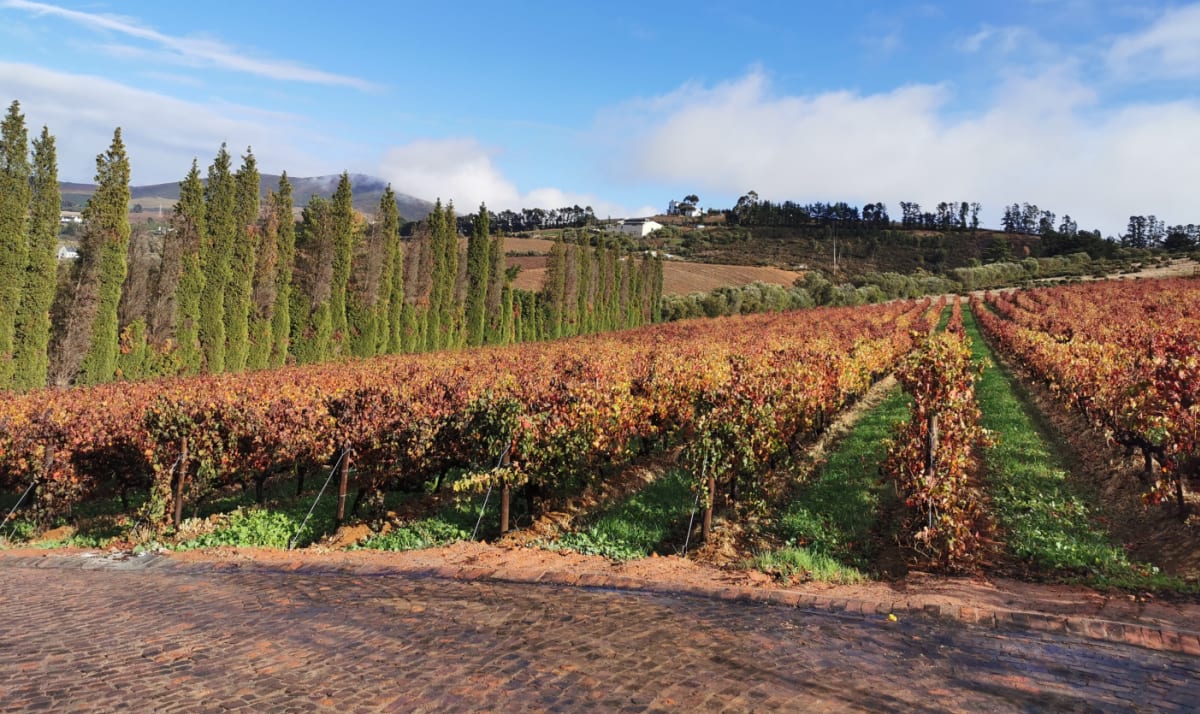 Autumn vineyard rows bordered by tall cypress trees
