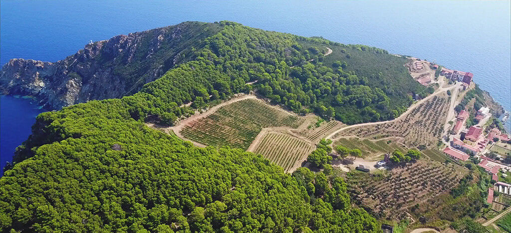 An aerial view of Gorgona, its forest, vineyard plots and red-roofed buildings above the sea