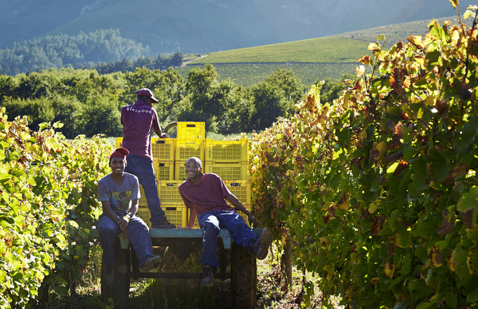 The harvest team with yellow grape crates among the vines