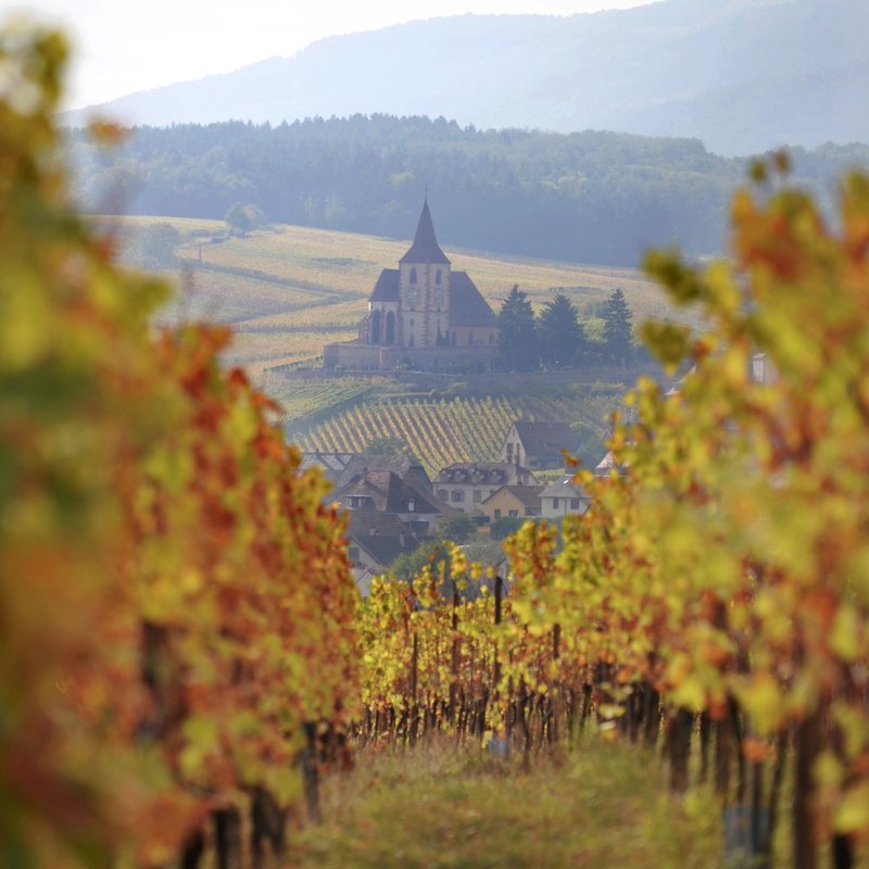 Autumn vines framing a church and village in Alsace