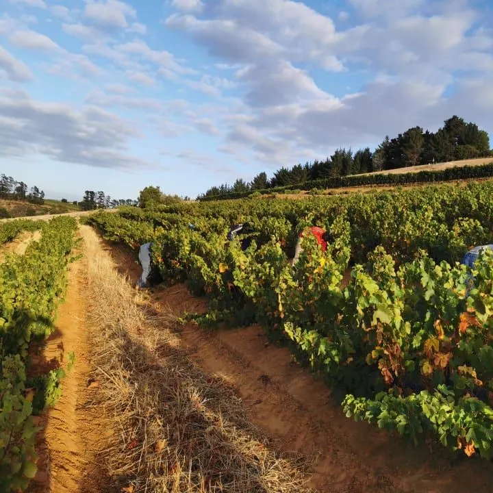 Workers among green vines in the Devon Valley