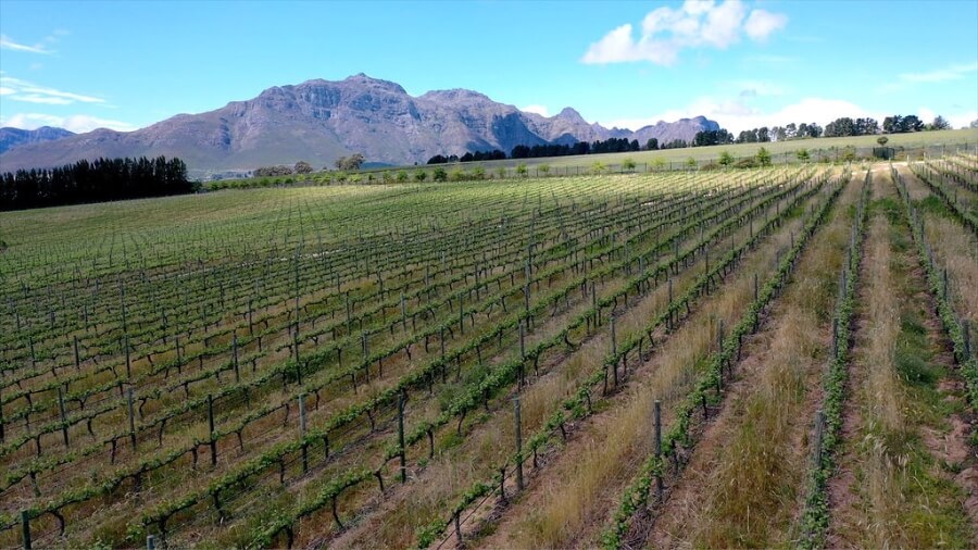 Vineyard rows beneath the Stellenbosch mountains
