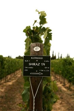 A Shiraz parcel sign tied to a vine post at Kleinood