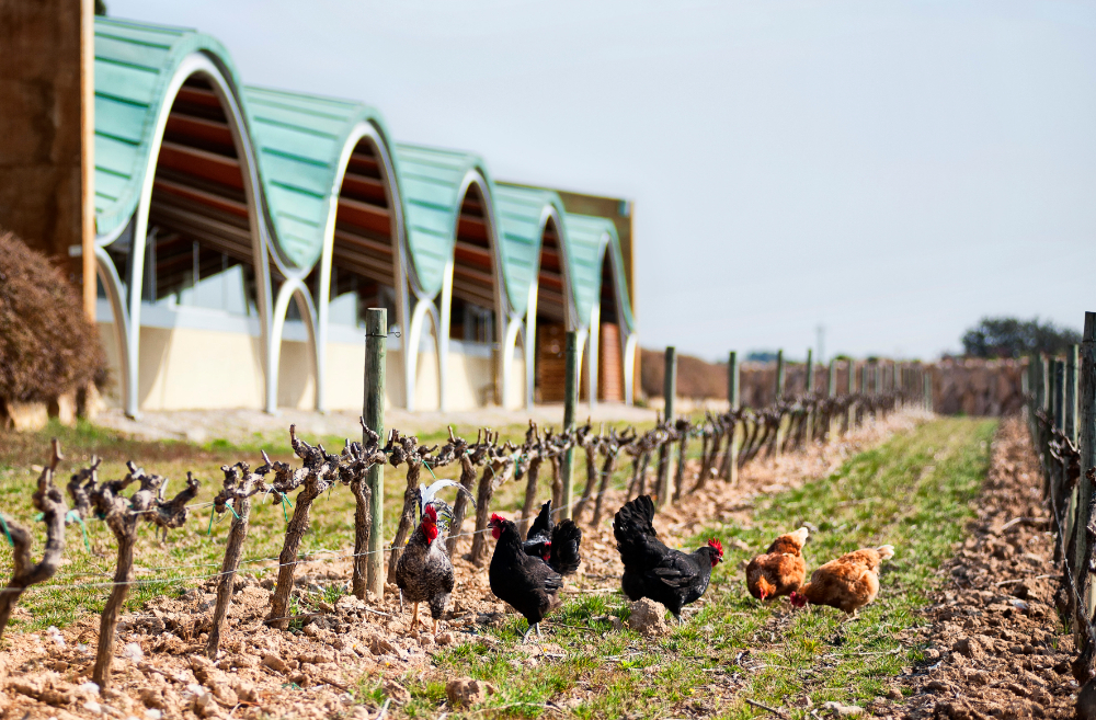 Chickens among the vines beside the Gramona winery