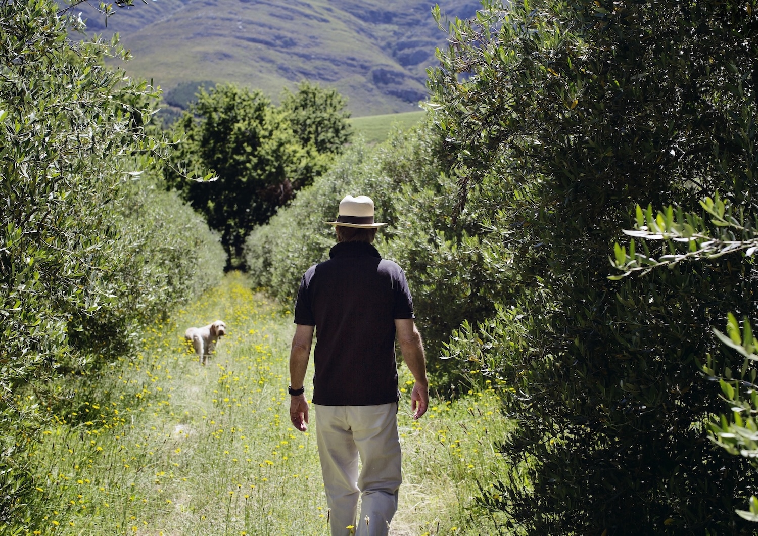A man and a dog walking through the green landscape at Kleinood beneath the mountains