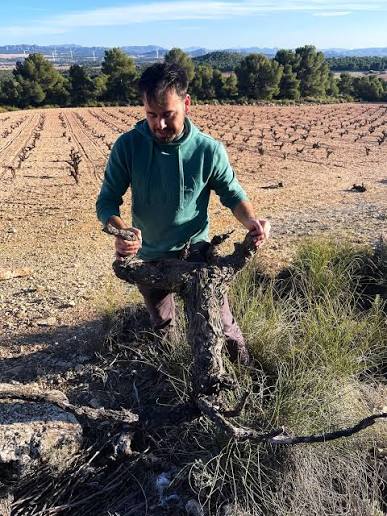 A winemaker beside a gnarled old vine